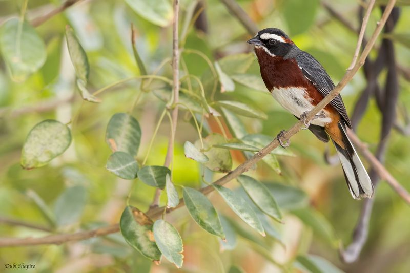 Black-and-chestnut Warbling Finch 