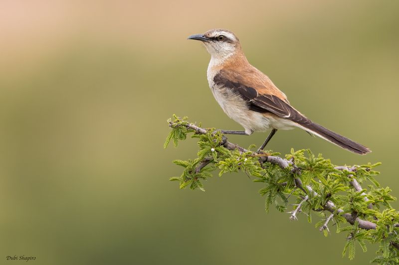 Brown-backed Mockingbird