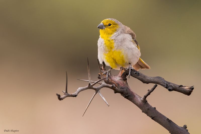 Citron-headed Yellow-Finch 