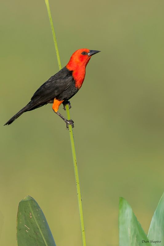 Scarlet-headed Blackbird 