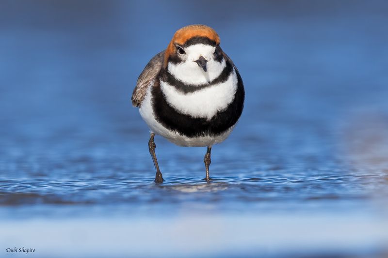 Two-banded Plover 