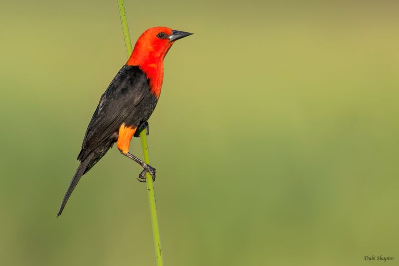 Scarlet-headed Blackbird 
