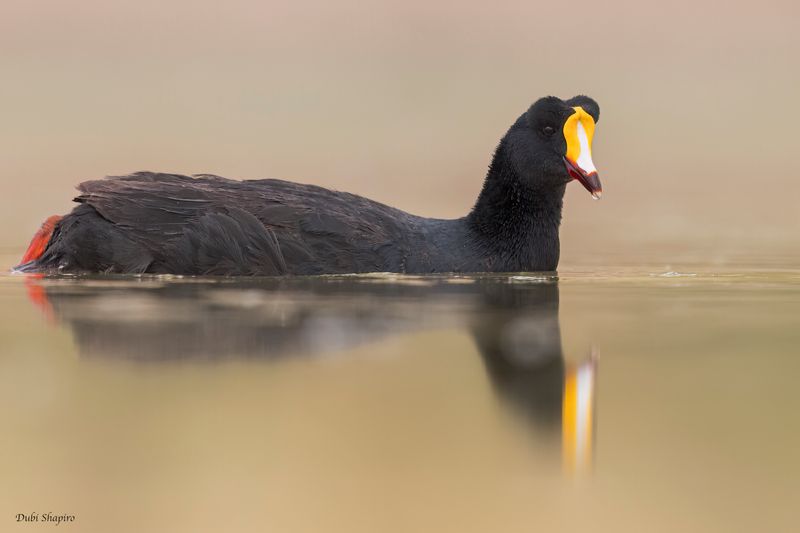 Giant Coot 