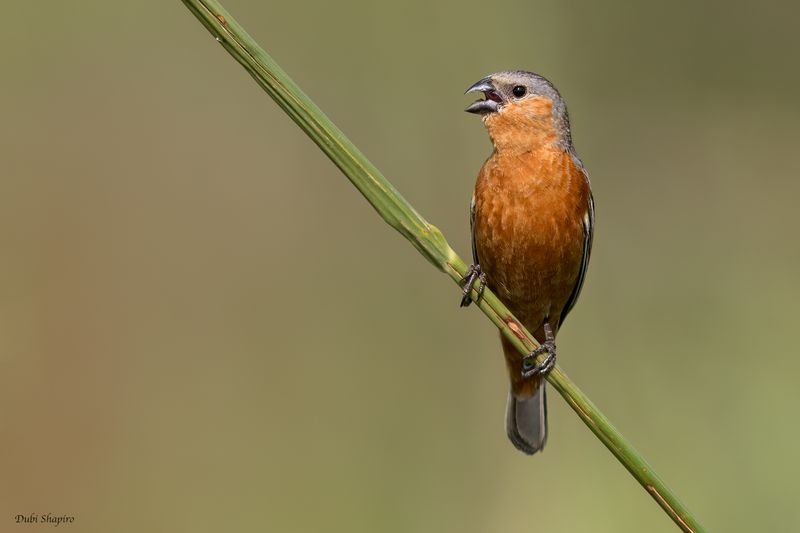 Tawny-bellied Seedeater 