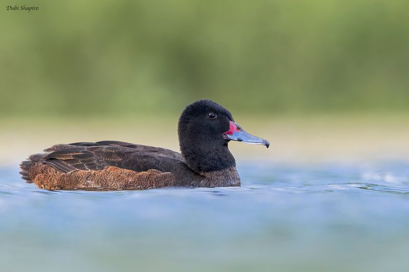Black-headed Duck 