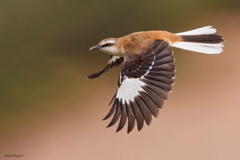 Brown-backed Mockingbird 