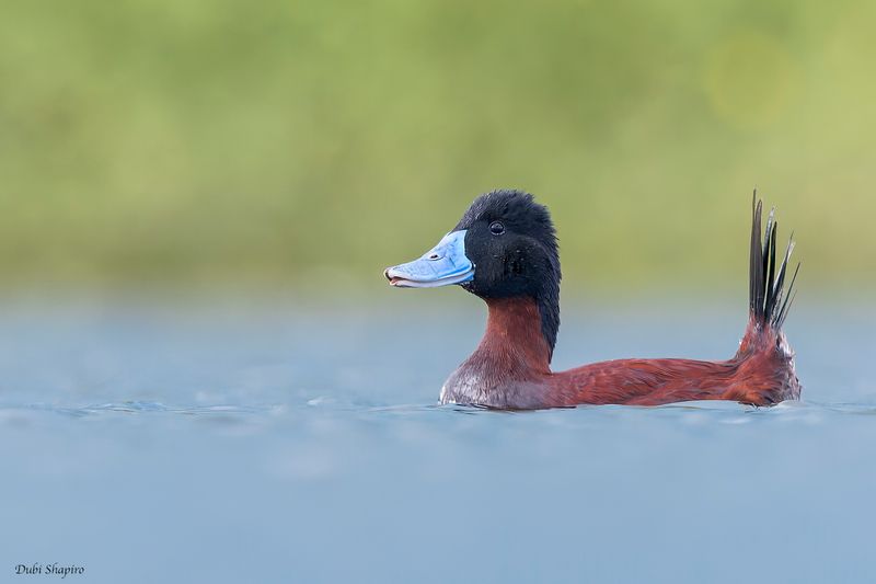 Andean Duck 