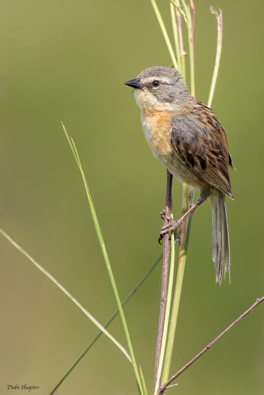 Long-tailed Reed Finch 