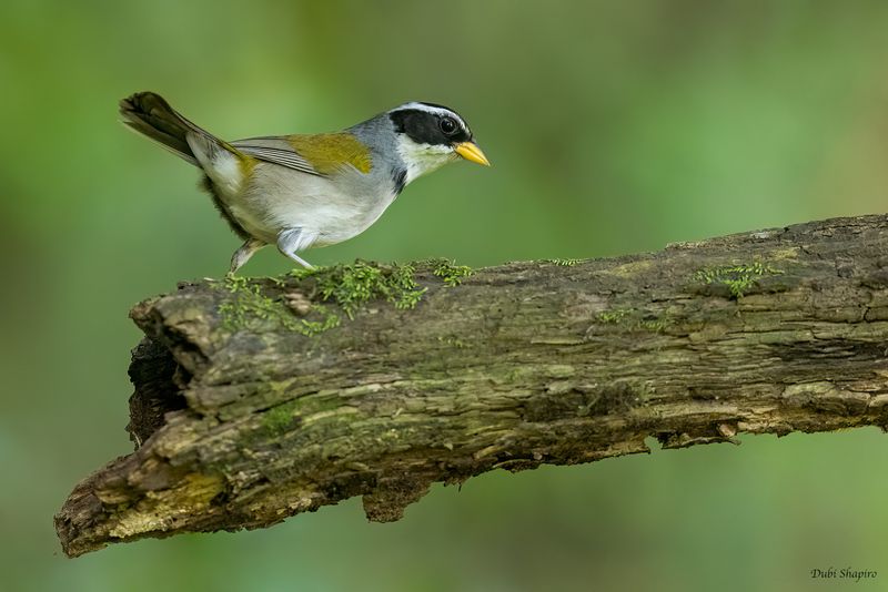 Moss-backed Sparrow 