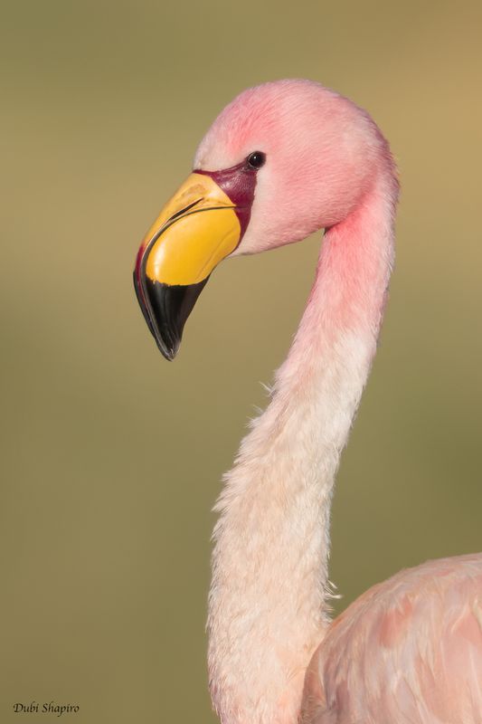 James's Flamingo 