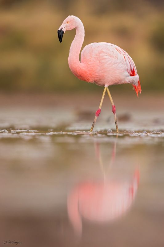 Chilean Flamingo 