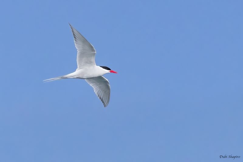 South American Tern 