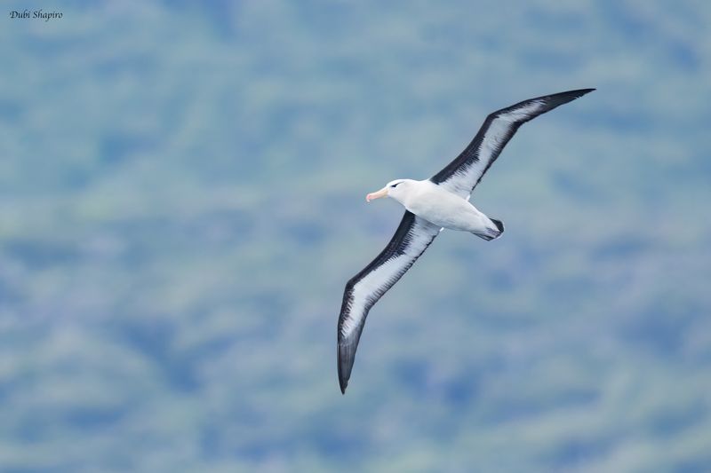 Black-browed Albatros
