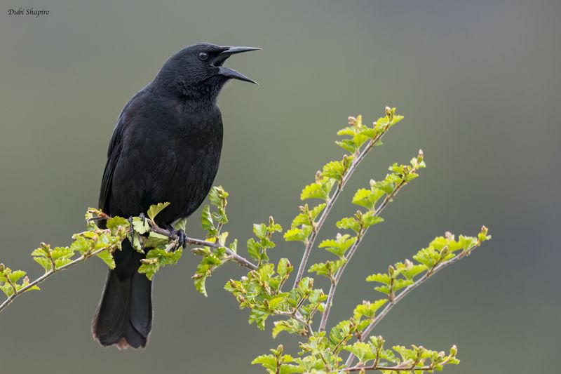 Austral Blackbird 