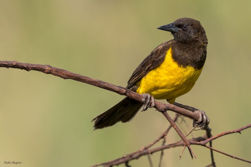 Yellow-rumped Marshbird 
