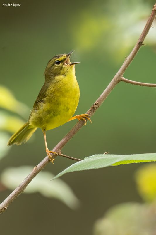 Two-banded Warbler
