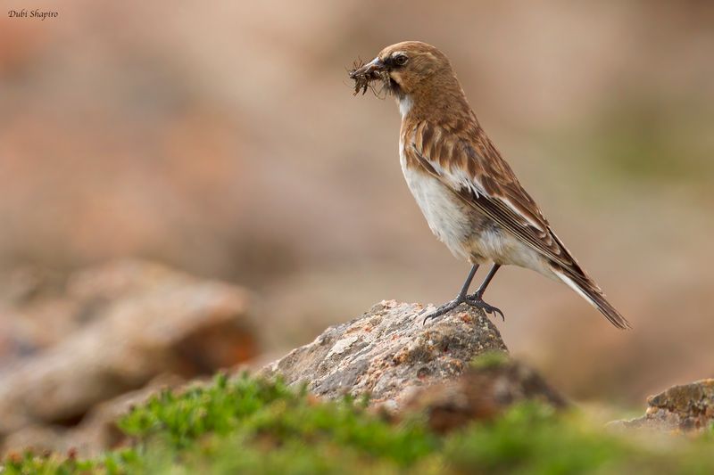 Tibetan Snowfinch