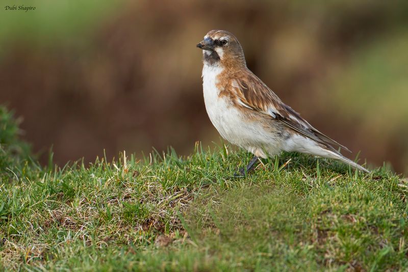 Tibetan Snowfinch 