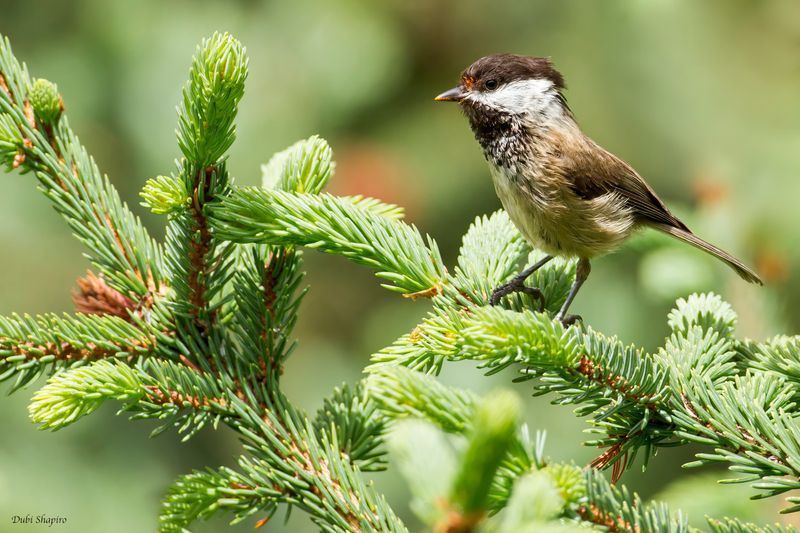 Sichuan Tit