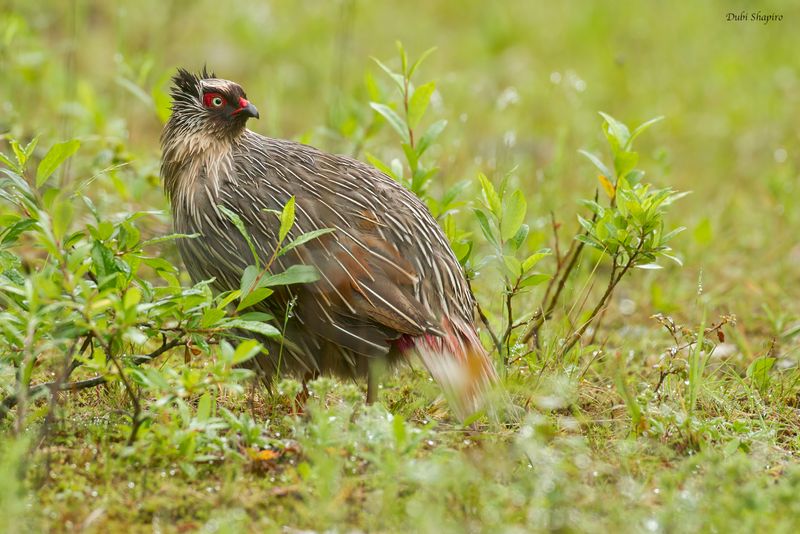 Blood Pheasant
