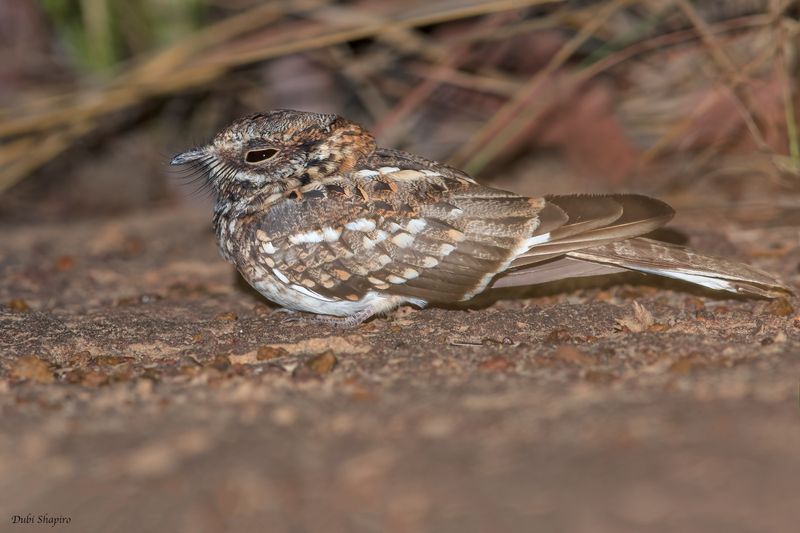 White-tailed Nightjar