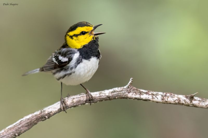 Golden-cheeked Warbler 
