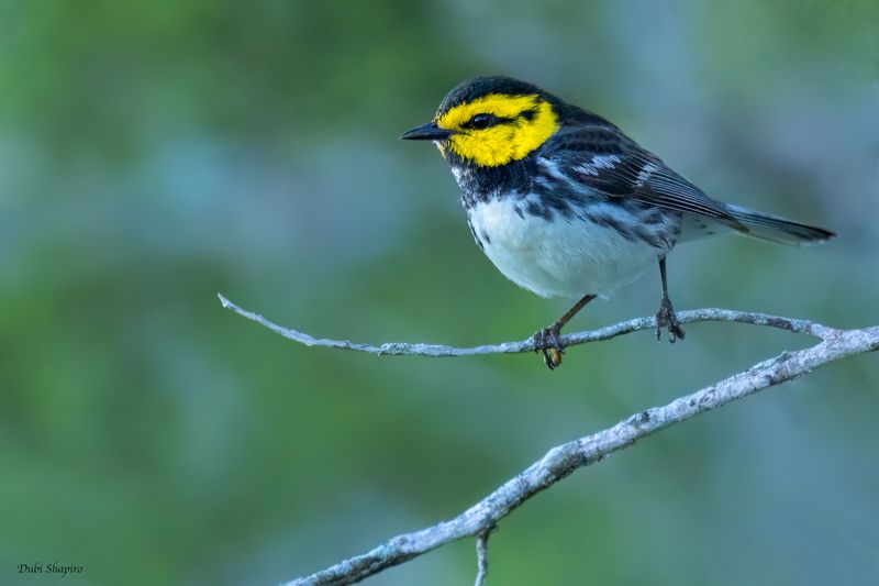Golden-cheeked Warbler 