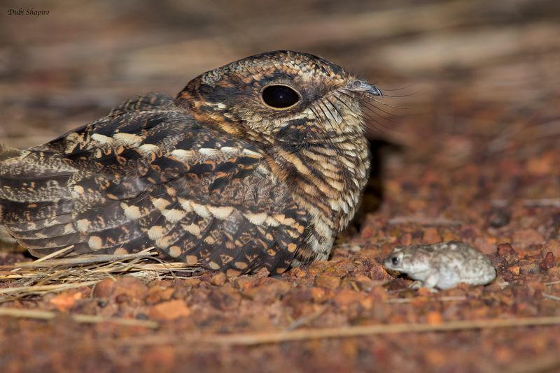 White-tailed Nightjar