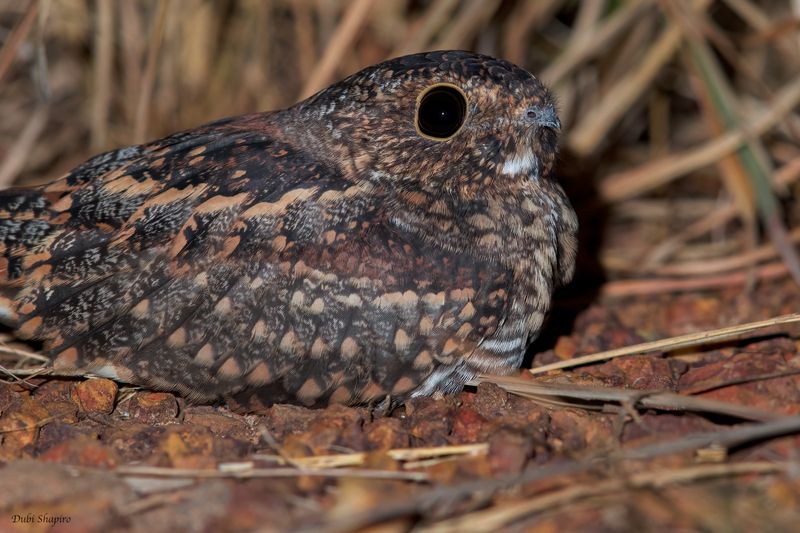 Least Nighthawk 