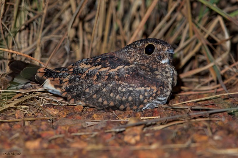 Least Nighthawk 
