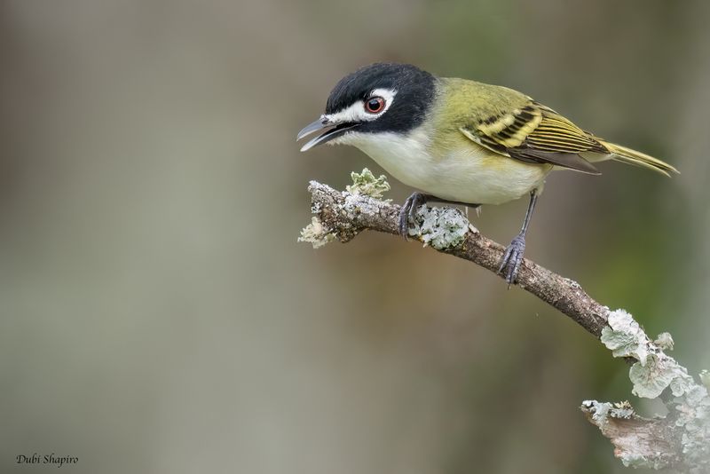Black-capped Vireo
