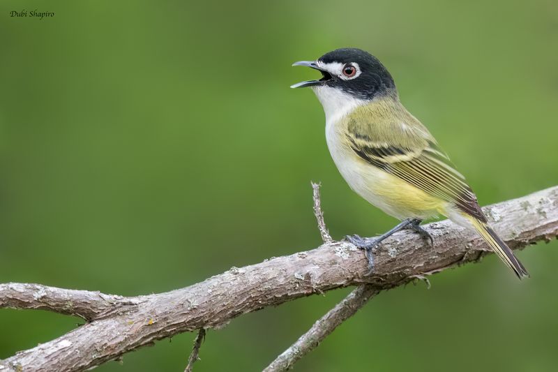 Black-capped Vireo 