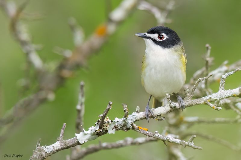 Black-capped Vireo 