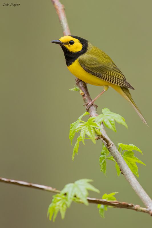 Hooded Warbler