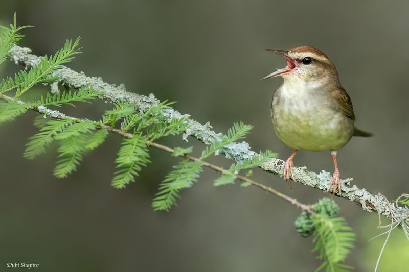 Swainson's Warbler