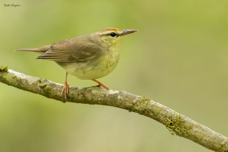 Swainson's Warbler 
