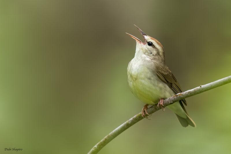 Swainson's Warbler 