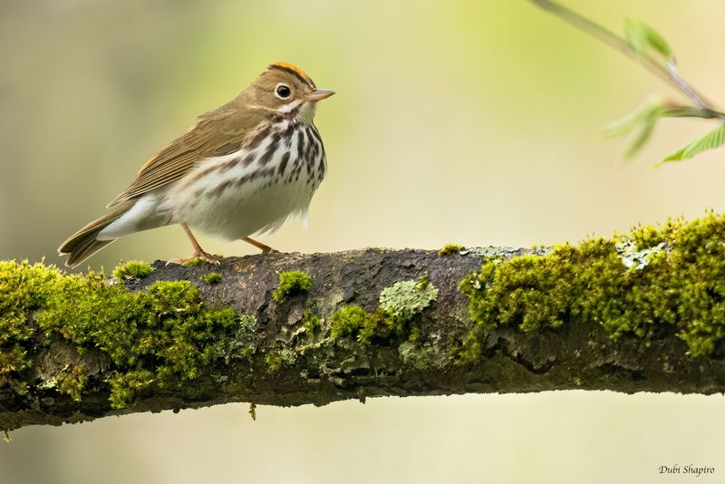 Ovenbird