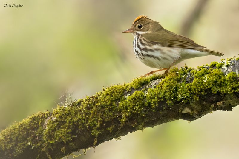 Ovenbird 