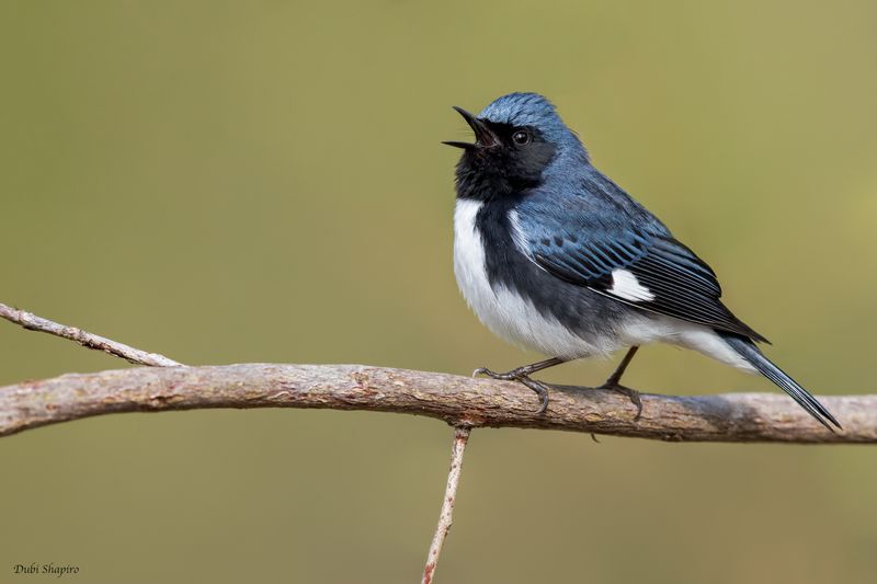 Black-throated Blue Warbler 