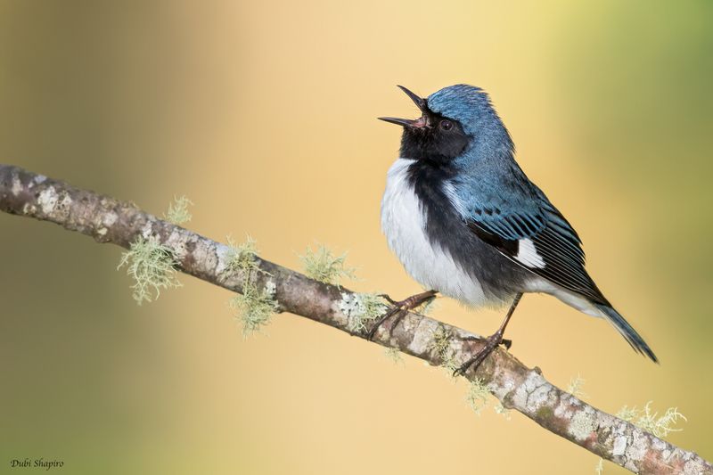 Black-throated Blue Warbler 