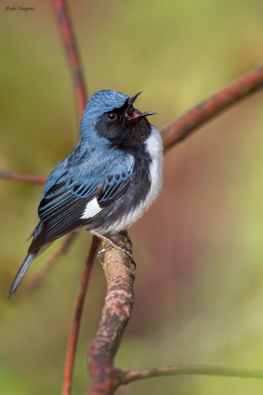 Black-throated Blue Warbler 