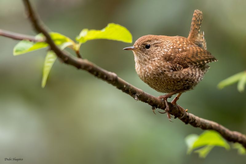 Winter Wren