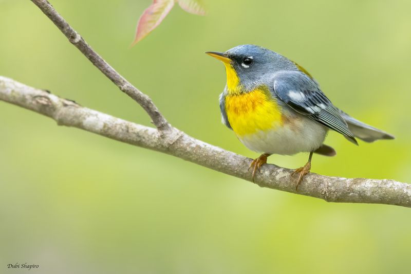 Northern Parula