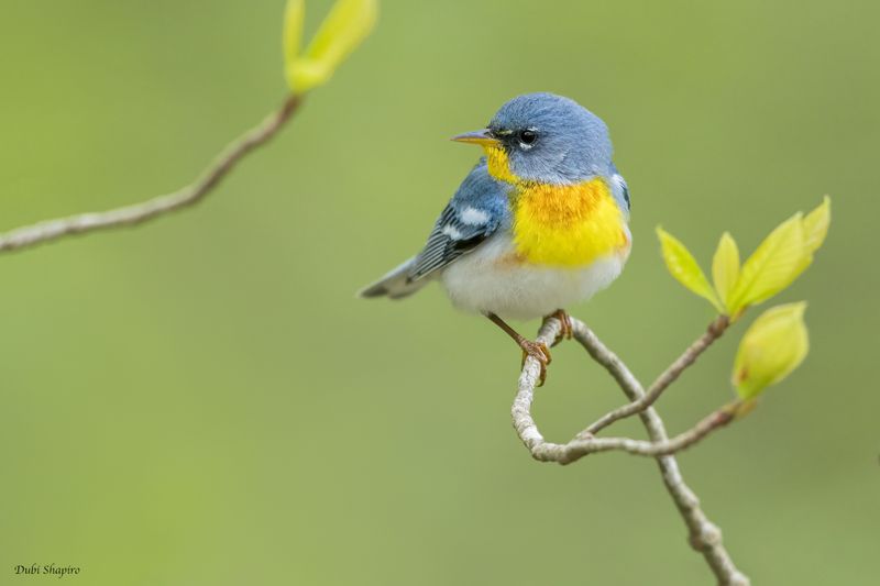 Northern Parula 