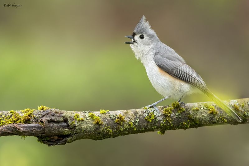 Tufted Titmouse