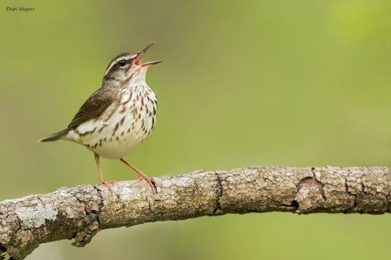 Louisiana Waterthrush