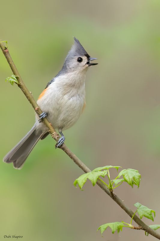 Tufted Titmouse 