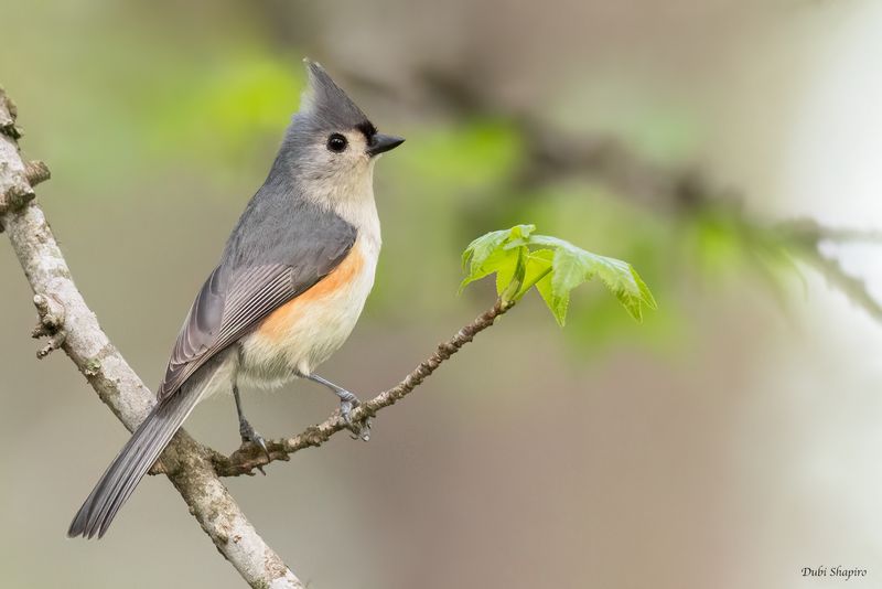 Tufted Titmouse 