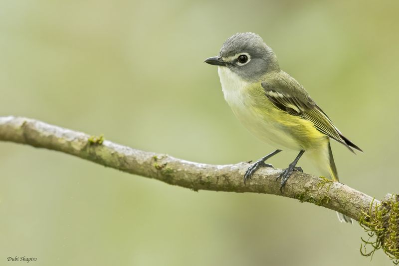 Blue-headed Vireo 